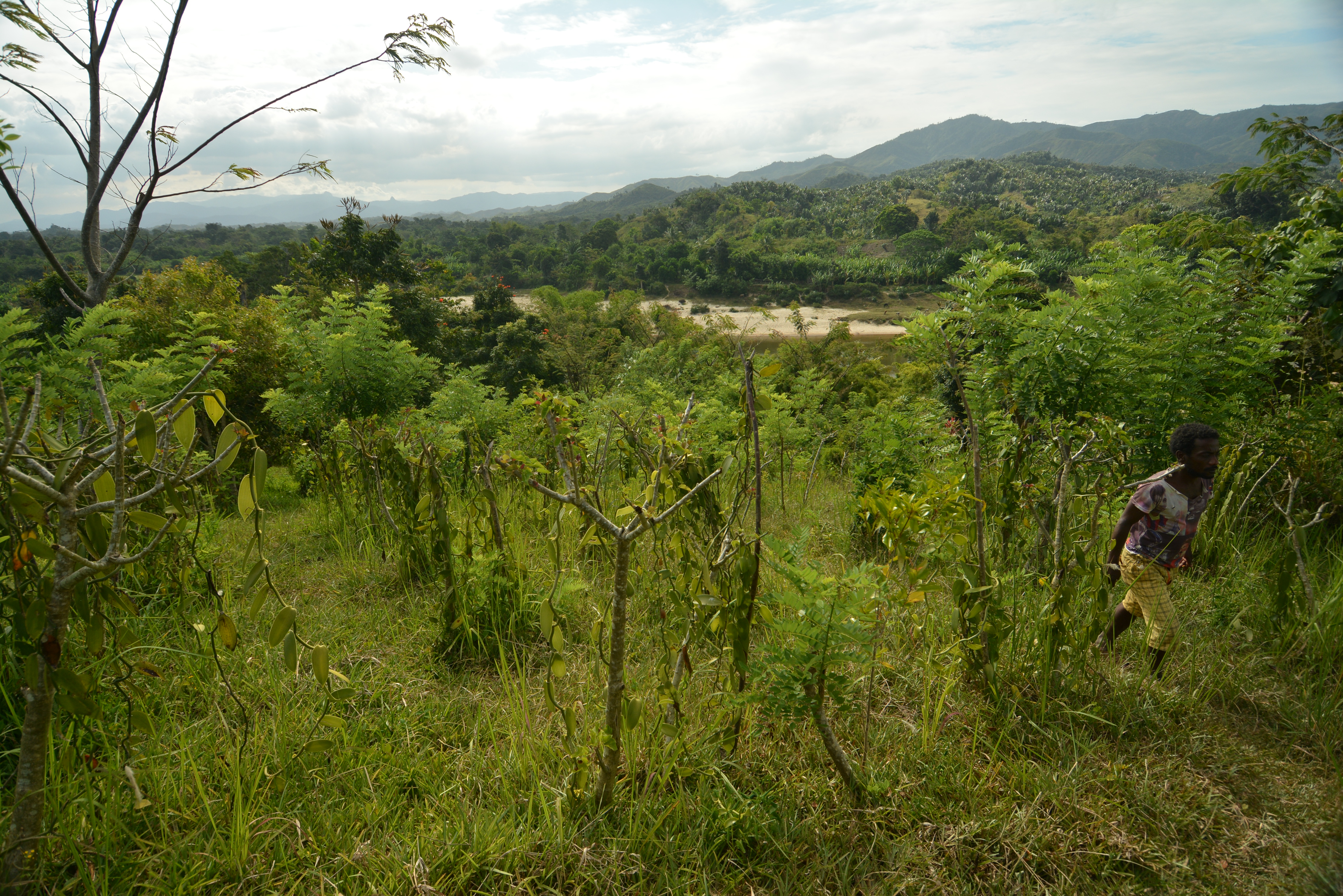 vanilla madagascar plantation traditional young